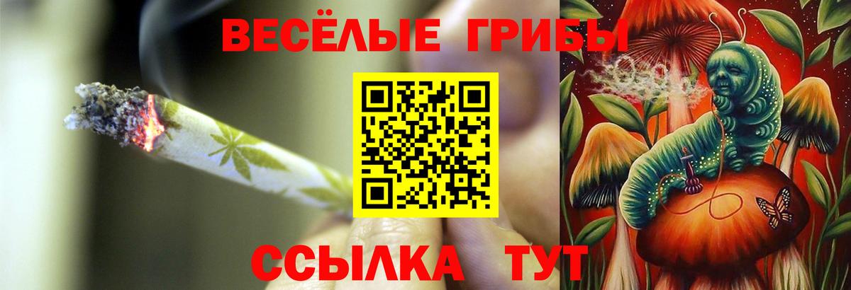 Галлюциногенные грибы Psilocybine cubensis Камень-на-Оби